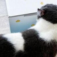 经常出差的人，最后还是给猫买了自动喂食器
