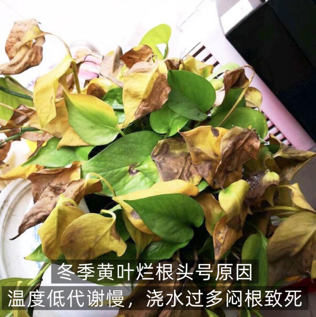 供暖一开,绿植进入死亡加速期:黄叶自救和造景避坑,就看这三条线