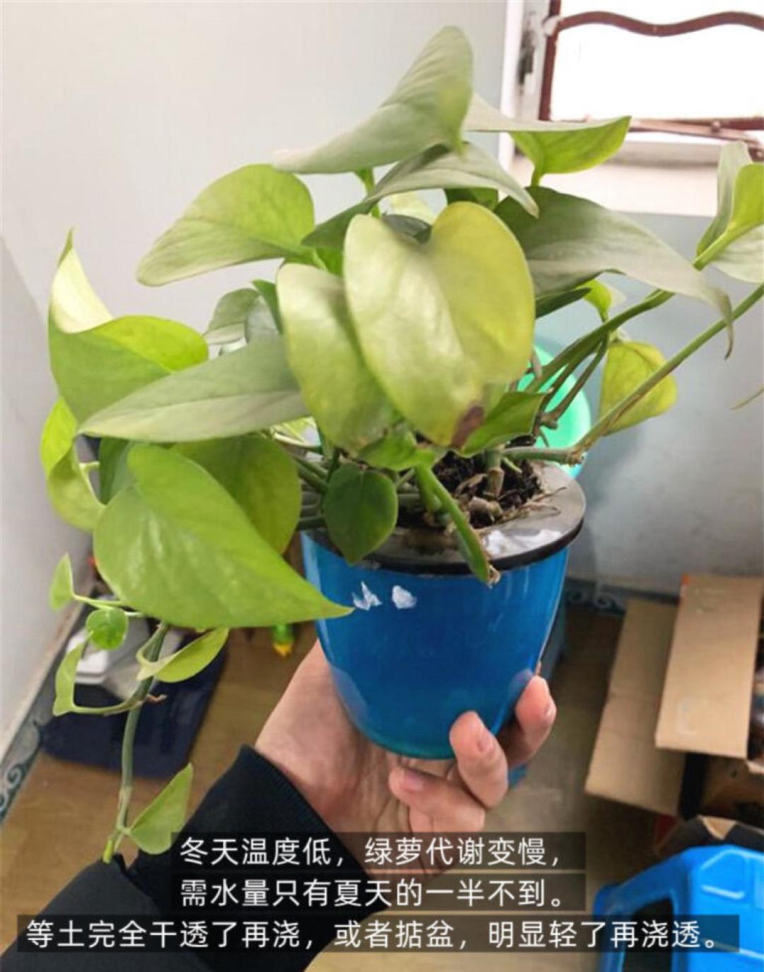 供暖一开,绿植进入死亡加速期:黄叶自救和造景避坑,就看这三条线