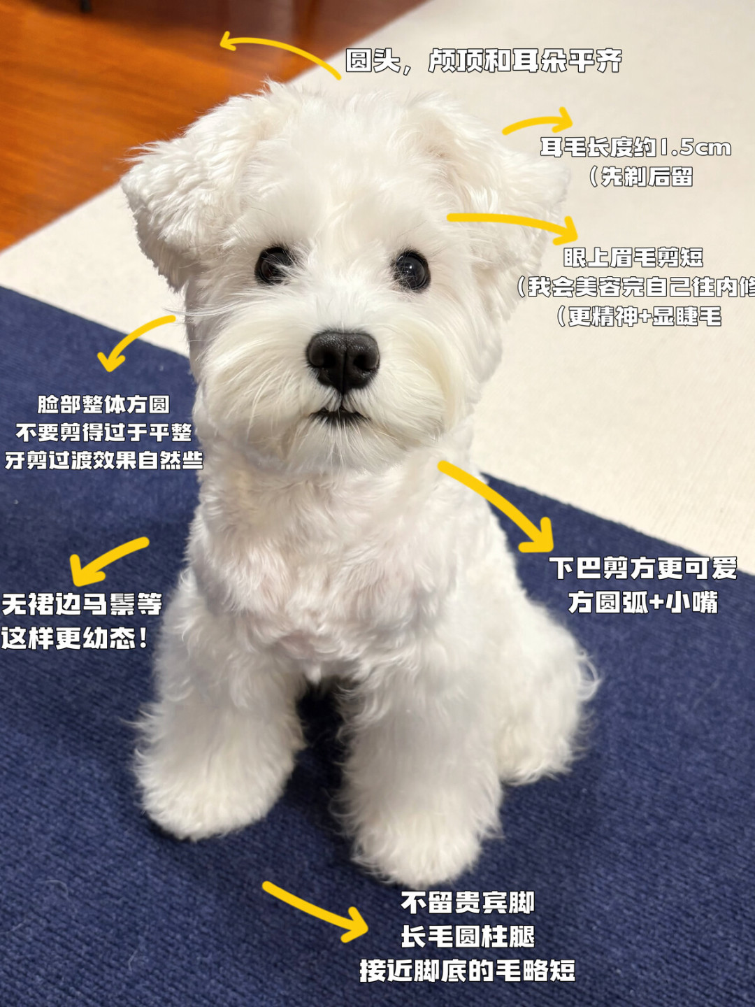 「霍曼烘干箱标到582元」撞上「宠物店开结最低68一小时」:美容花钱党的双11定金夜,交定金前先把价梯、事故、自制资格这三本账对完