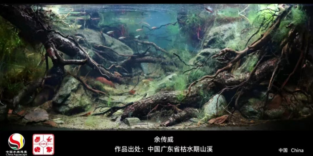 世界冠军被长沙造景师拿了!但赛缸再美,也别急着搬回家