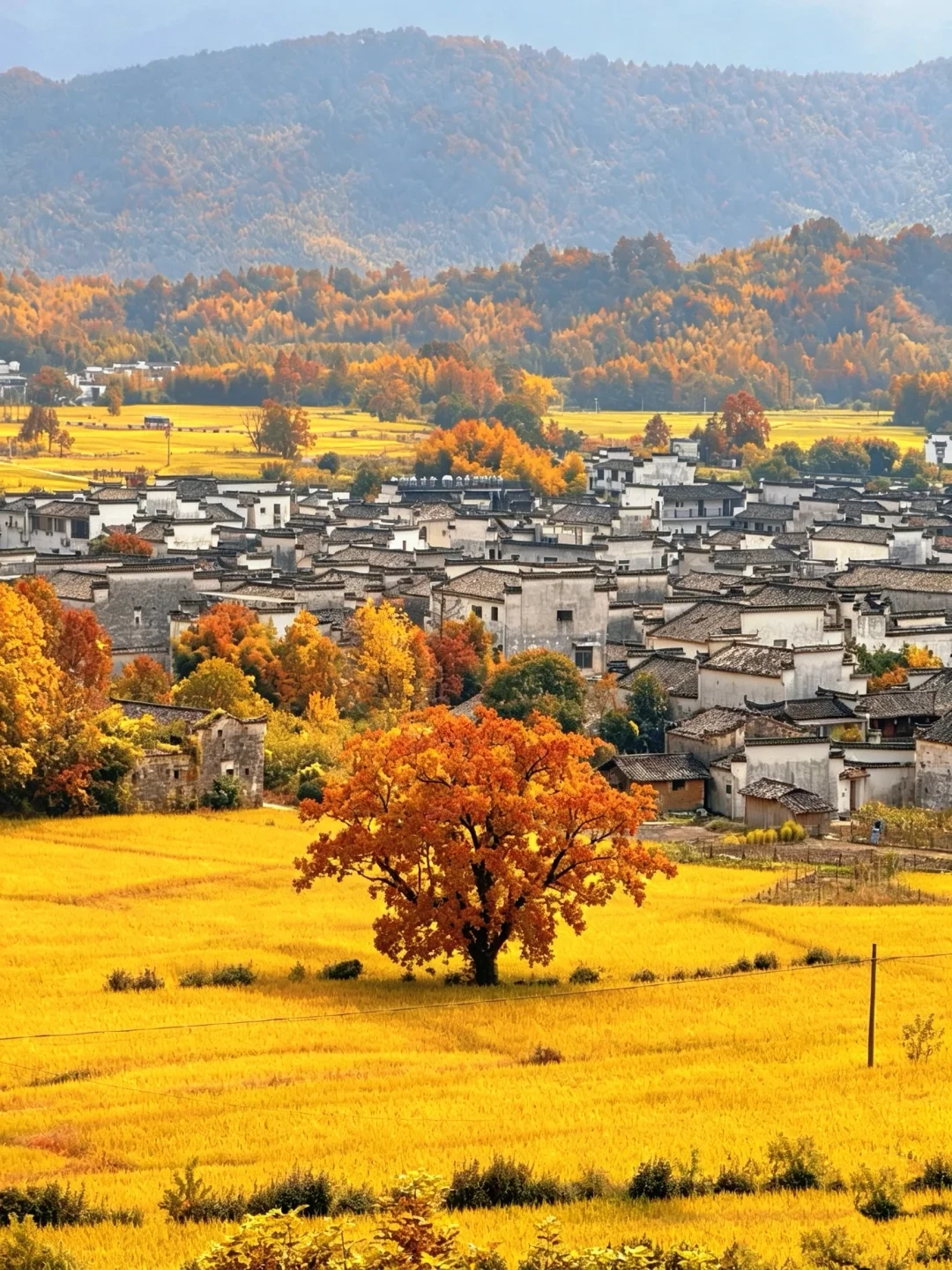 叶色指数才5%，稻田已经