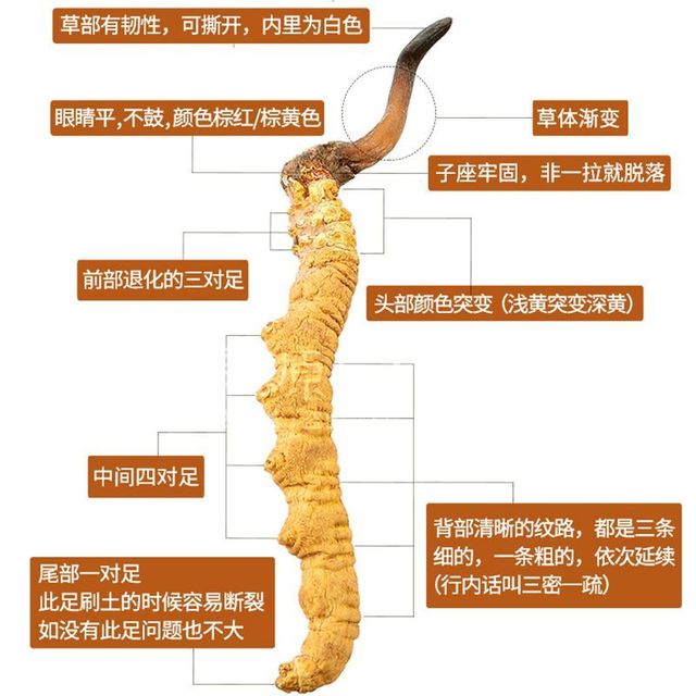 送长辈滋补礼，体面又实在🎁