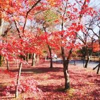 京都红叶季酒店刷屏帖我对完了：9月翻倍是白银周，真加倍在11月下旬，代订"协议6折"先问三句话