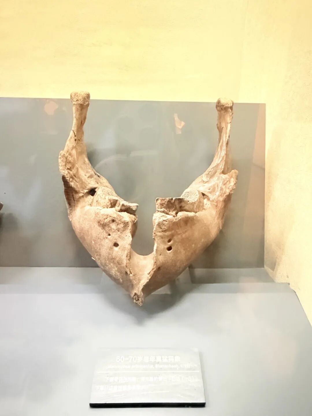 猛犸象怎么“饿死”的？一副搓衣板牙，一场太快的回暖
