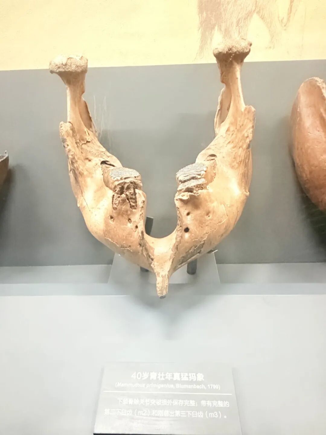 猛犸象怎么“饿死”的？一副搓衣板牙，一场太快的回暖