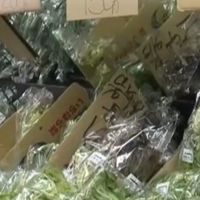 一棵白菜42元、切8瓣出售：日本的"白菜价"为什么失灵了