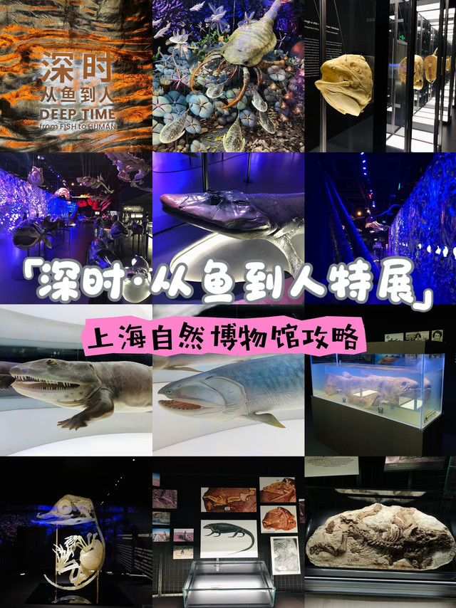 上海深时从鱼到人展览攻略🐠超值得去！