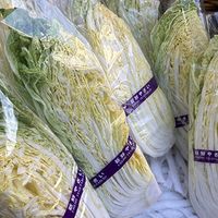日本白菜成高价菜引热议：从国民平价菜到餐桌奢侈品的转变