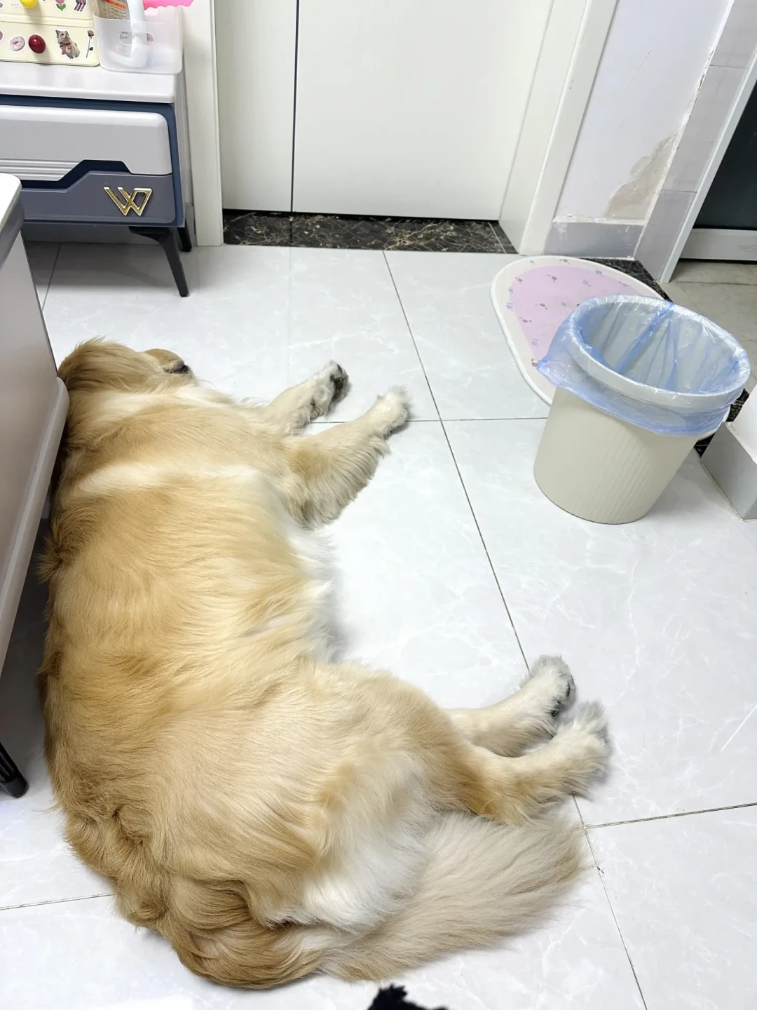 猫胖1斤≈人胖20斤：你眼里的可爱，可能是它的病