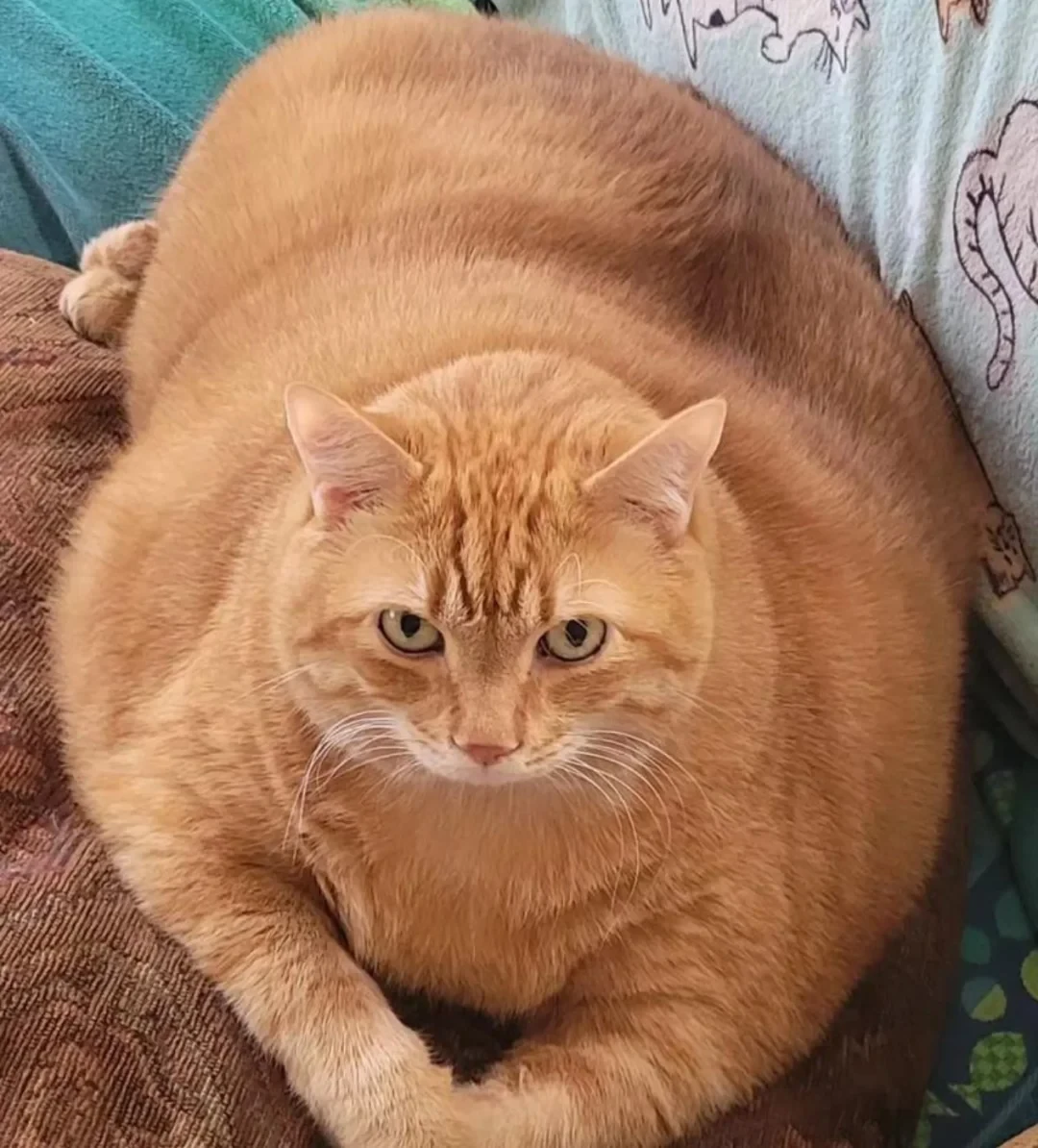 猫胖1斤≈人胖20斤：你眼里的可爱，可能是它的病