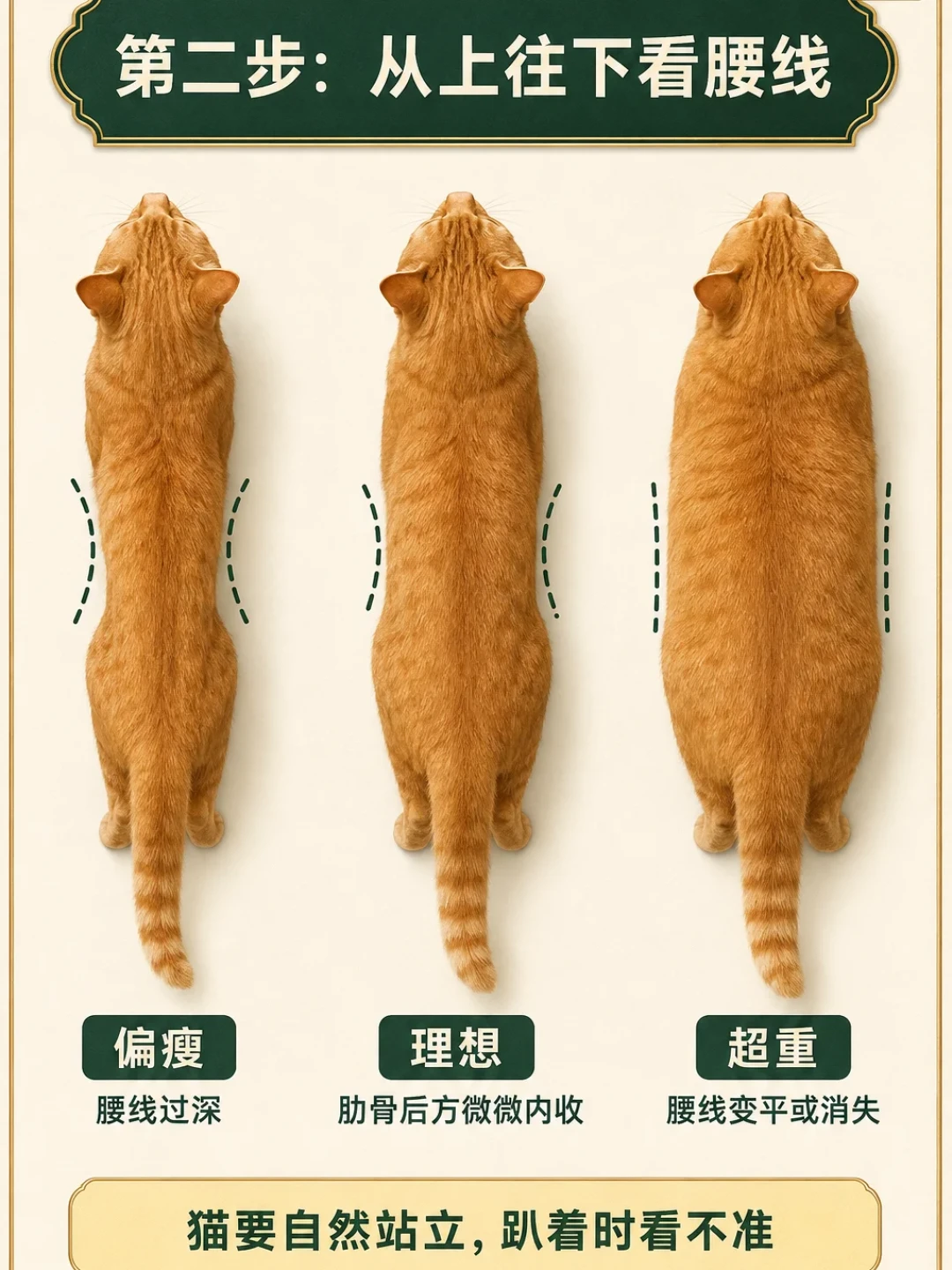 猫胖1斤≈人胖20斤：你眼里的可爱，可能是它的病