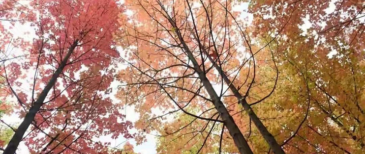 给家里长期备磷虾油，我这次按什么顺序挑