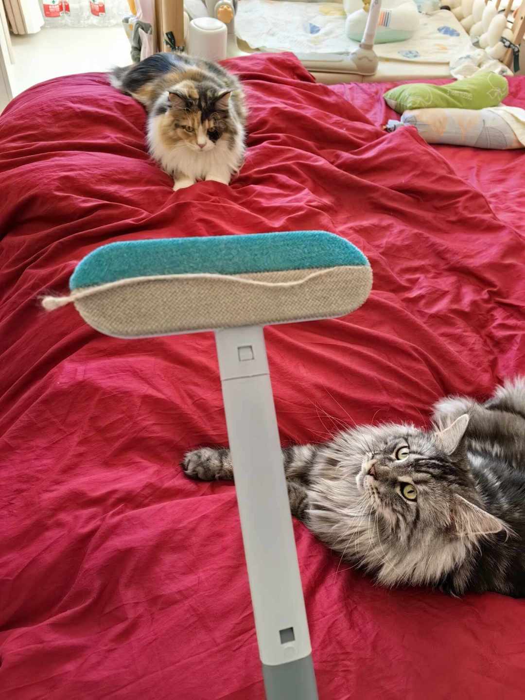 猫毛狗毛满屋飞,除毛工具要分开买吗?