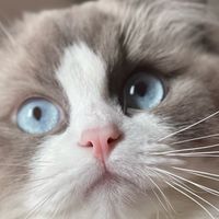 换粮期软便猫粮怎么选？5款产品的过渡适配对比