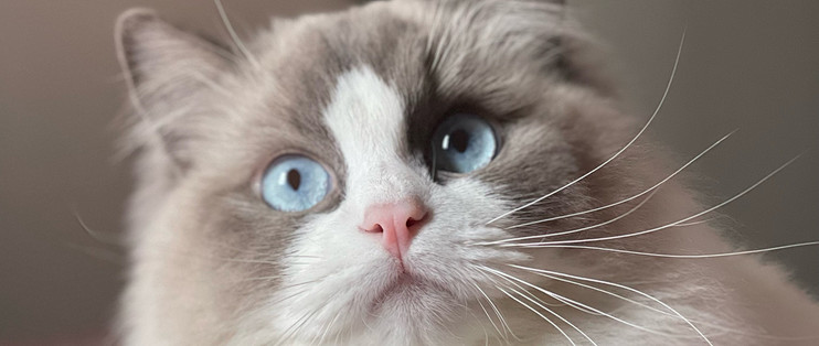 换粮期软便猫粮怎么选？5款产品的过渡适配对比
