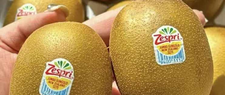 金果不用等太久，买回来就能吃