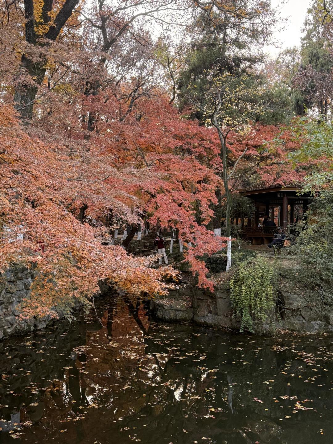 本溪满山红叶只按