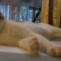 幼猫软便猫粮怎么选？5款产品的阶段生长营养取向