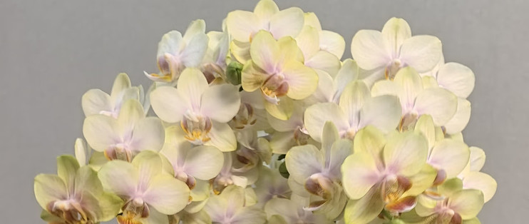 10月中旬蝴蝶兰迟迟不长花芽？别瞎浇水施肥，这样养1月开满花