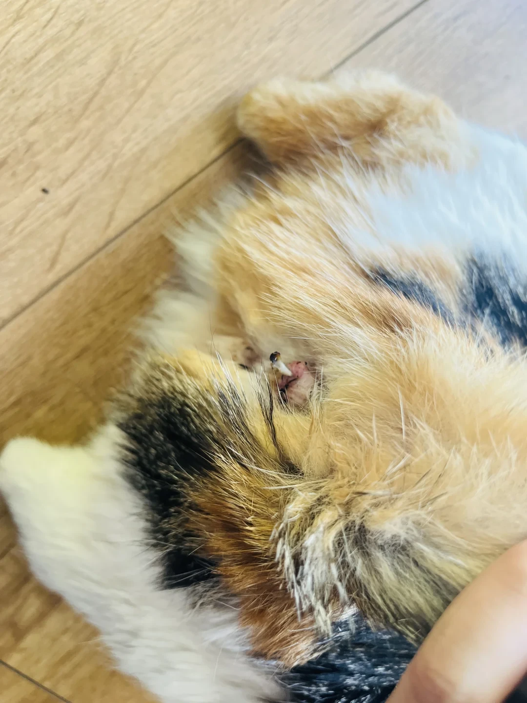 猫把屁股怼你脸上,不是羞辱:281万播放吵过的