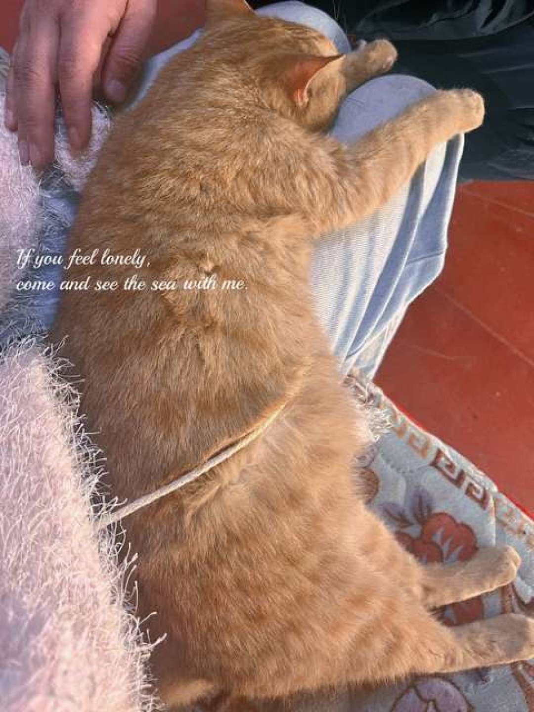 猫把屁股怼你脸上,不是羞辱:281万播放吵过的