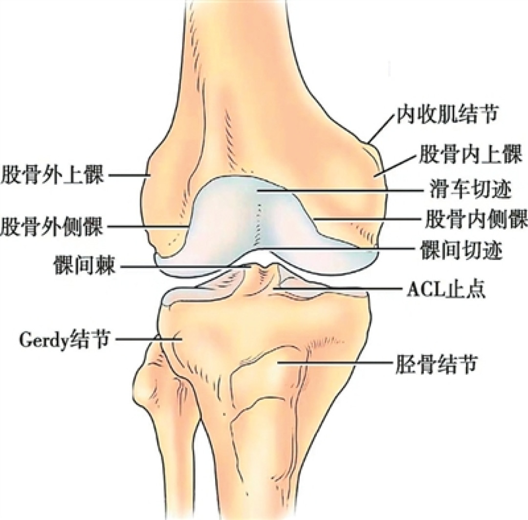 医生让你“打一针”,网友说“和盐水一样”:膝盖的三种针,先看你到几期,再问掏多少钱