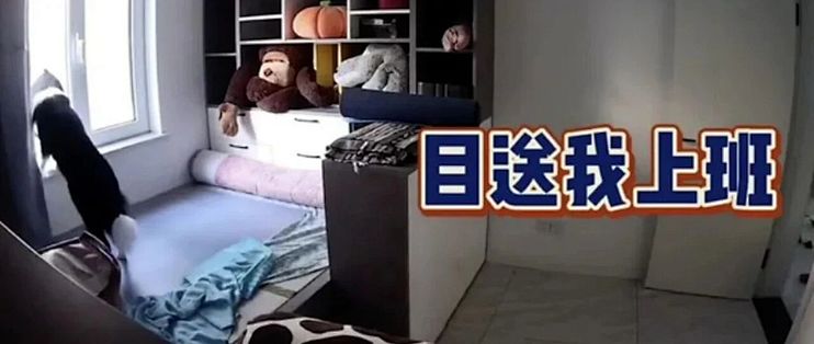 上班族想接狗？先排完四张时间表再决定
