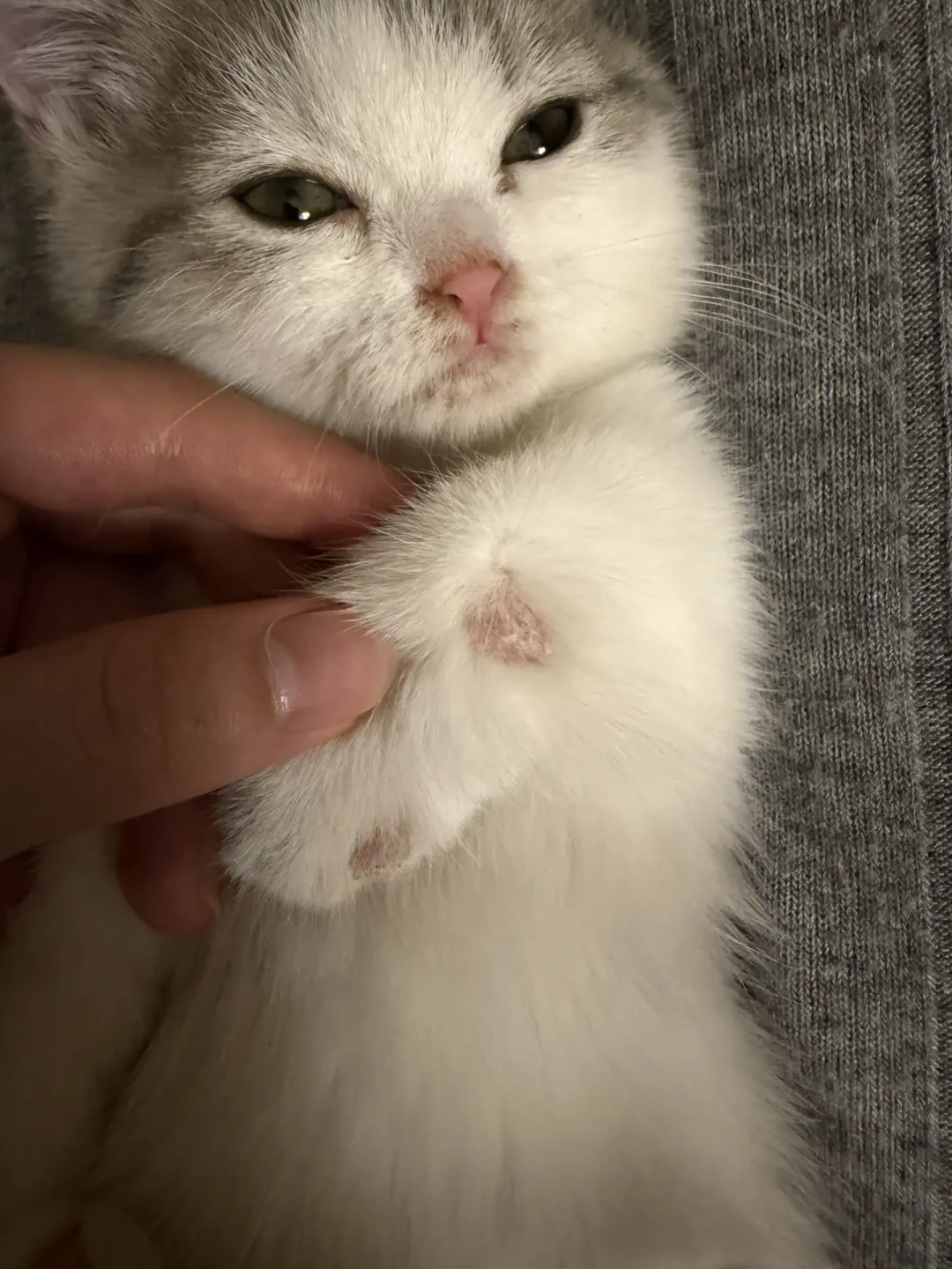 治猫癣,有人花20块,有人刷掉17400:入秋后先把这4件事想明白