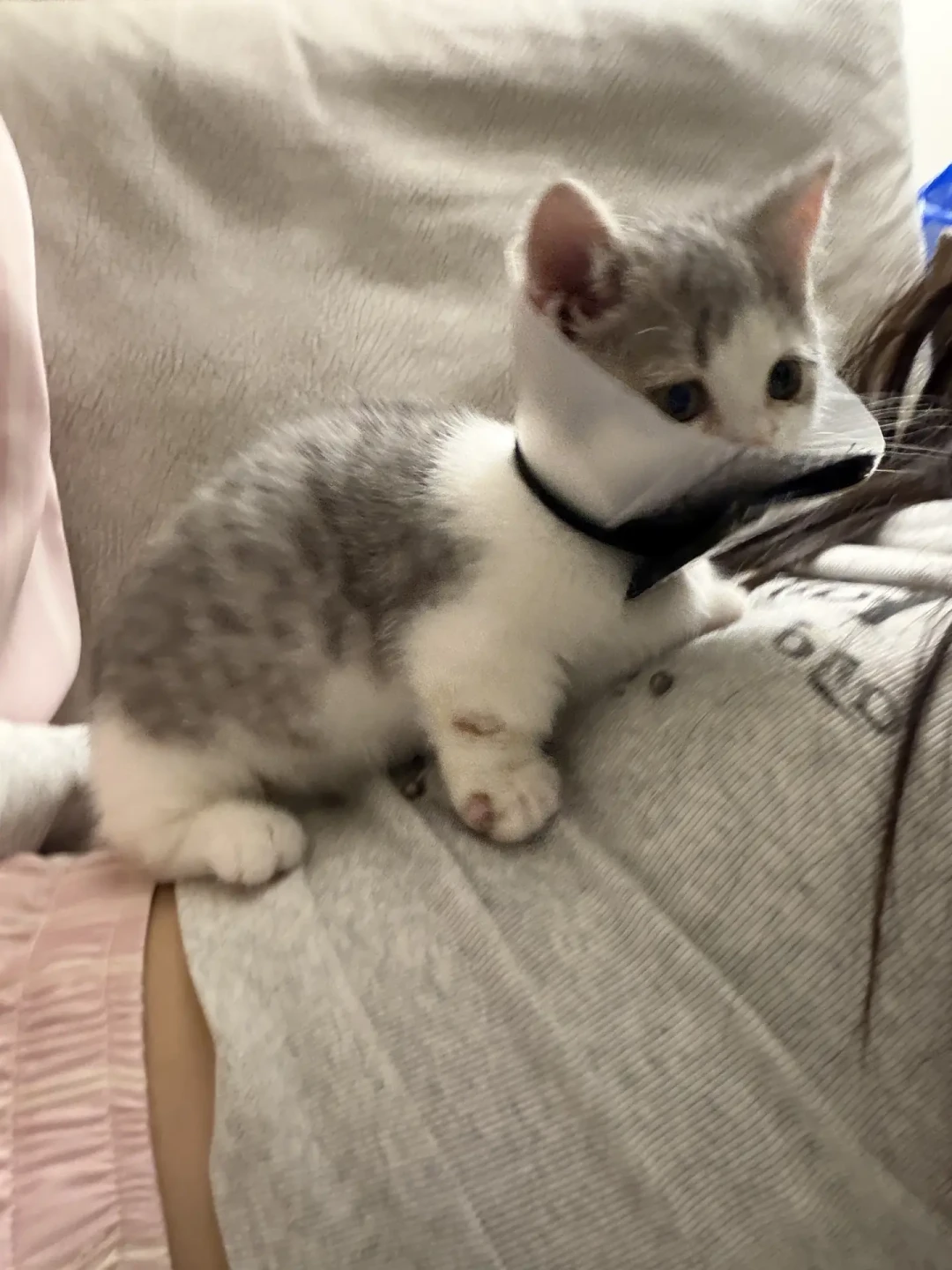 治猫癣,有人花20块,有人刷掉17400:入秋后先把这4件事想明白