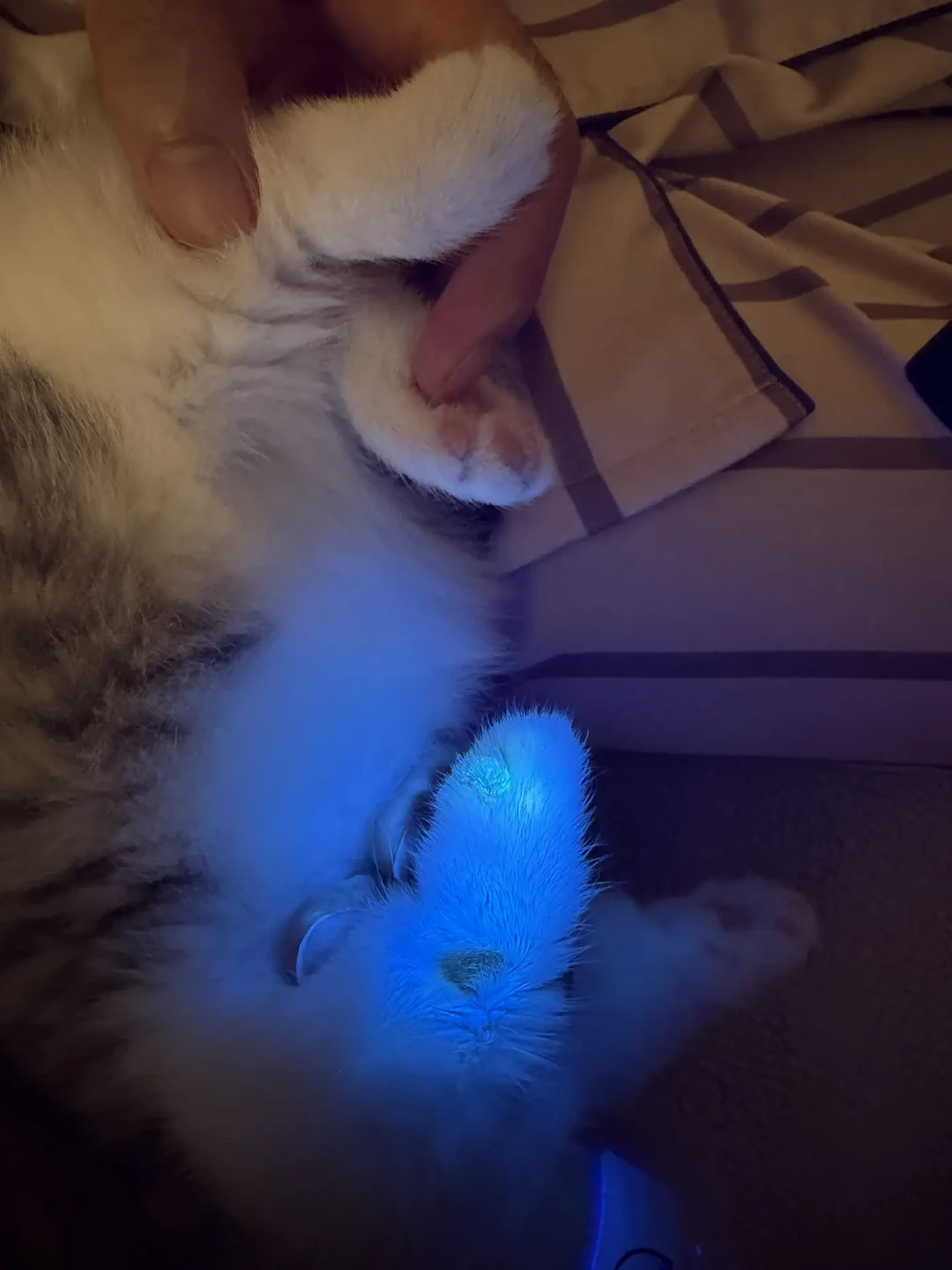 治猫癣,有人花20块,有人刷掉17400:入秋后先把这4件事想明白