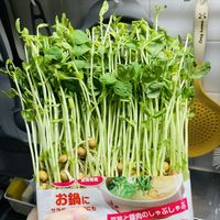 秋冬喝汤暖身，加把豌豆苗养眼又解腻！