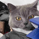 玻璃胃猫粮怎么选？5款猫粮的原料表逐项核对清单
