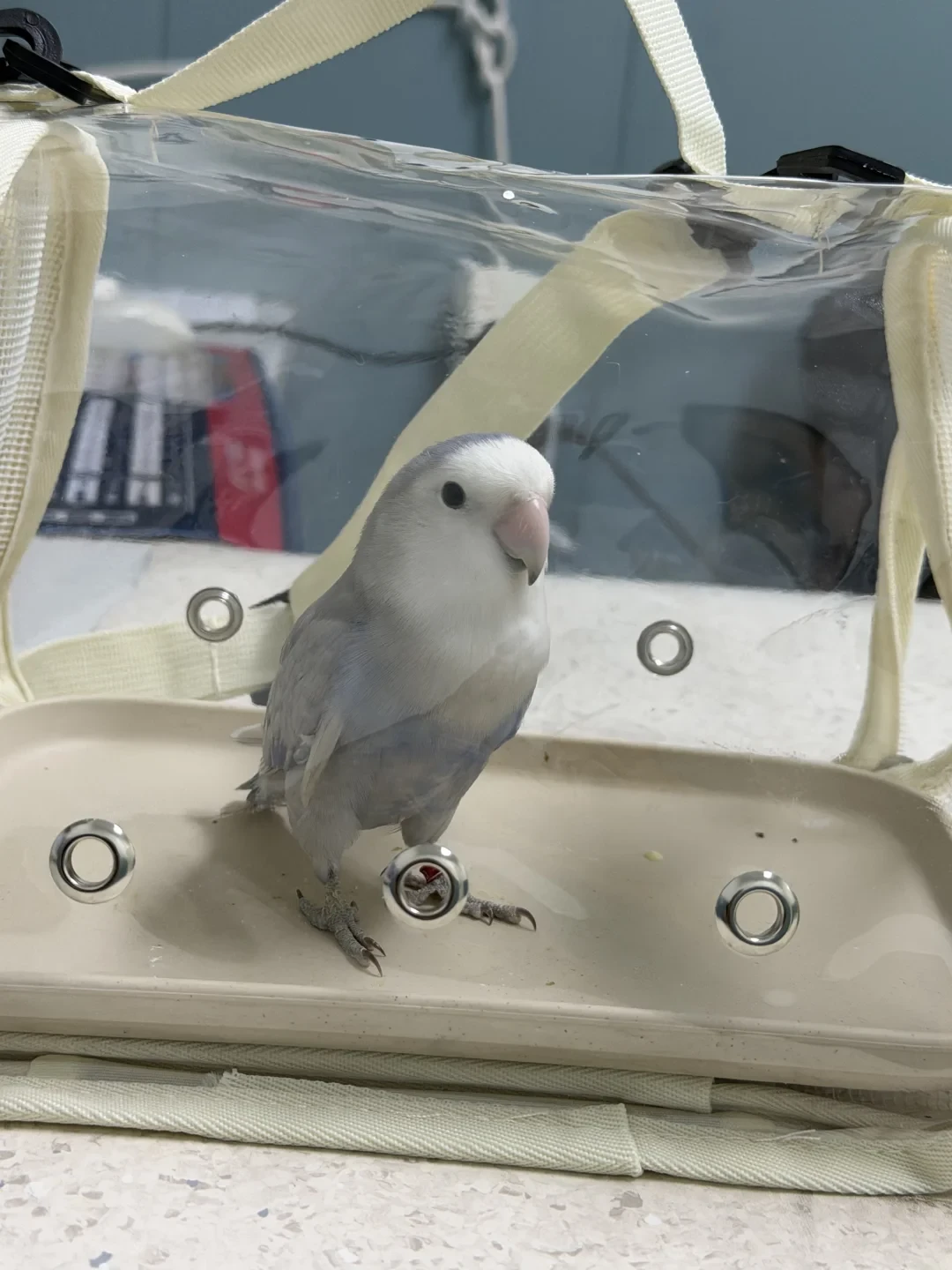 被