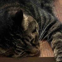  肠胃敏感猫粮怎么选？5款猫粮的长期喂养取舍与适配人群