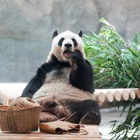 萌兰“上太空”后又“爬大树”：北动的新规矩变了，去现场看它之前先看这篇