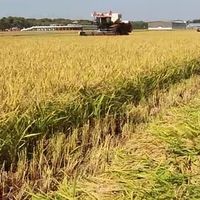 我国杂交水稻技术升级，“一系法”攻关获突破！一次杂交代代可用