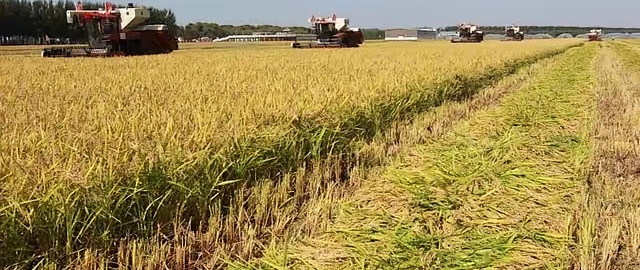 我国杂交水稻技术升级，“一系法”攻关获突破！一次杂交代代可用