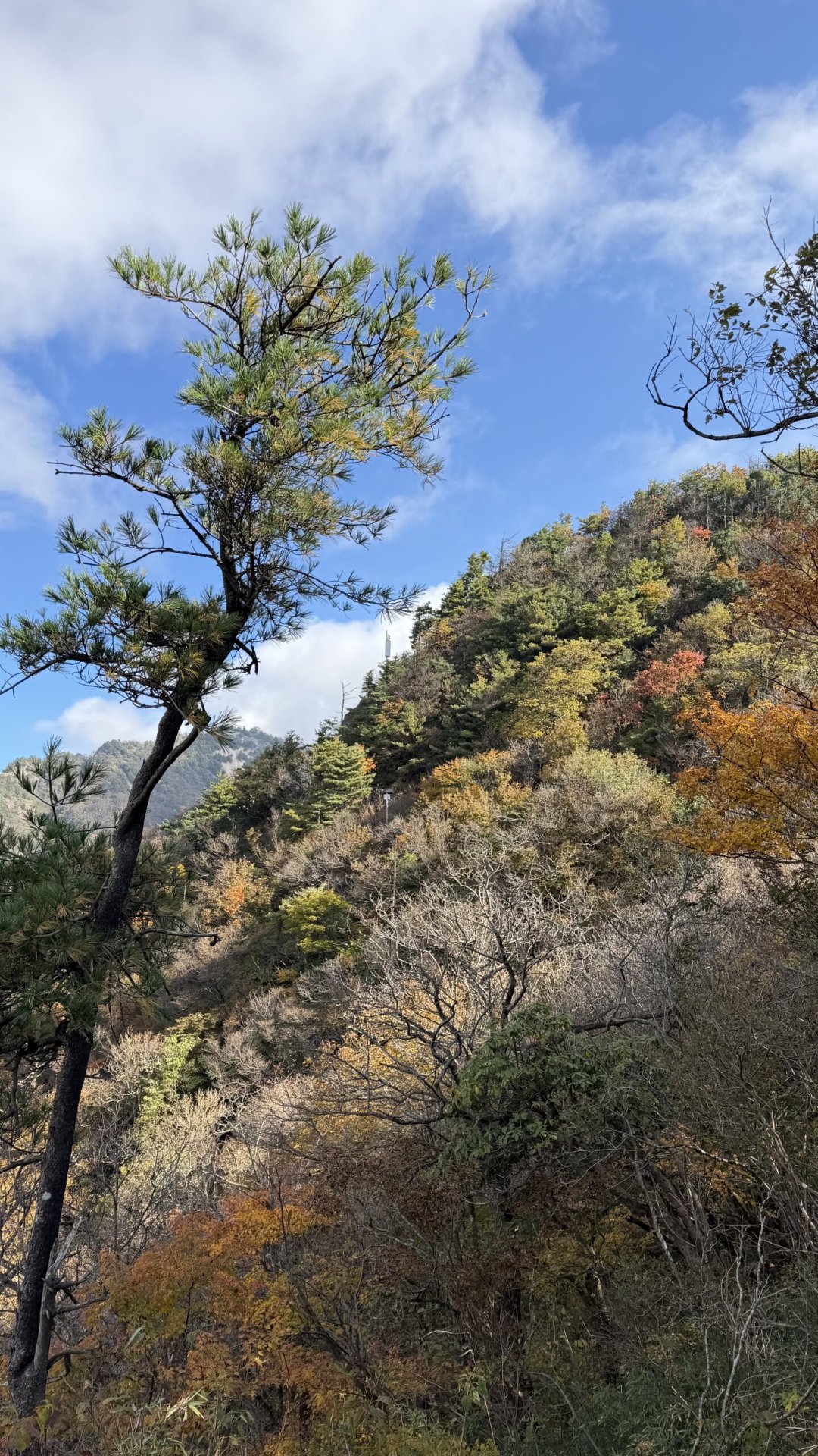 秦岭首批