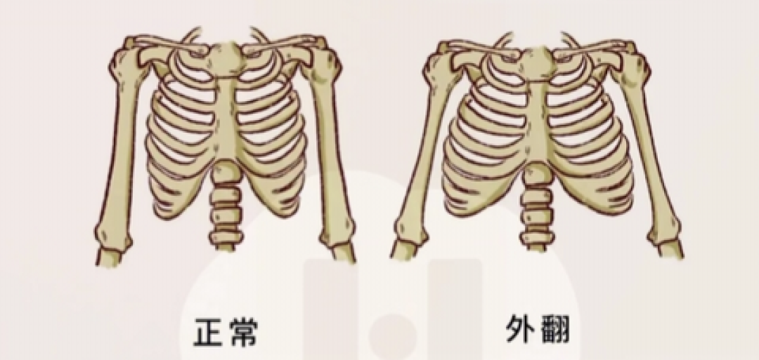 推举里顶腰推起来的次数,不算肩膀的账