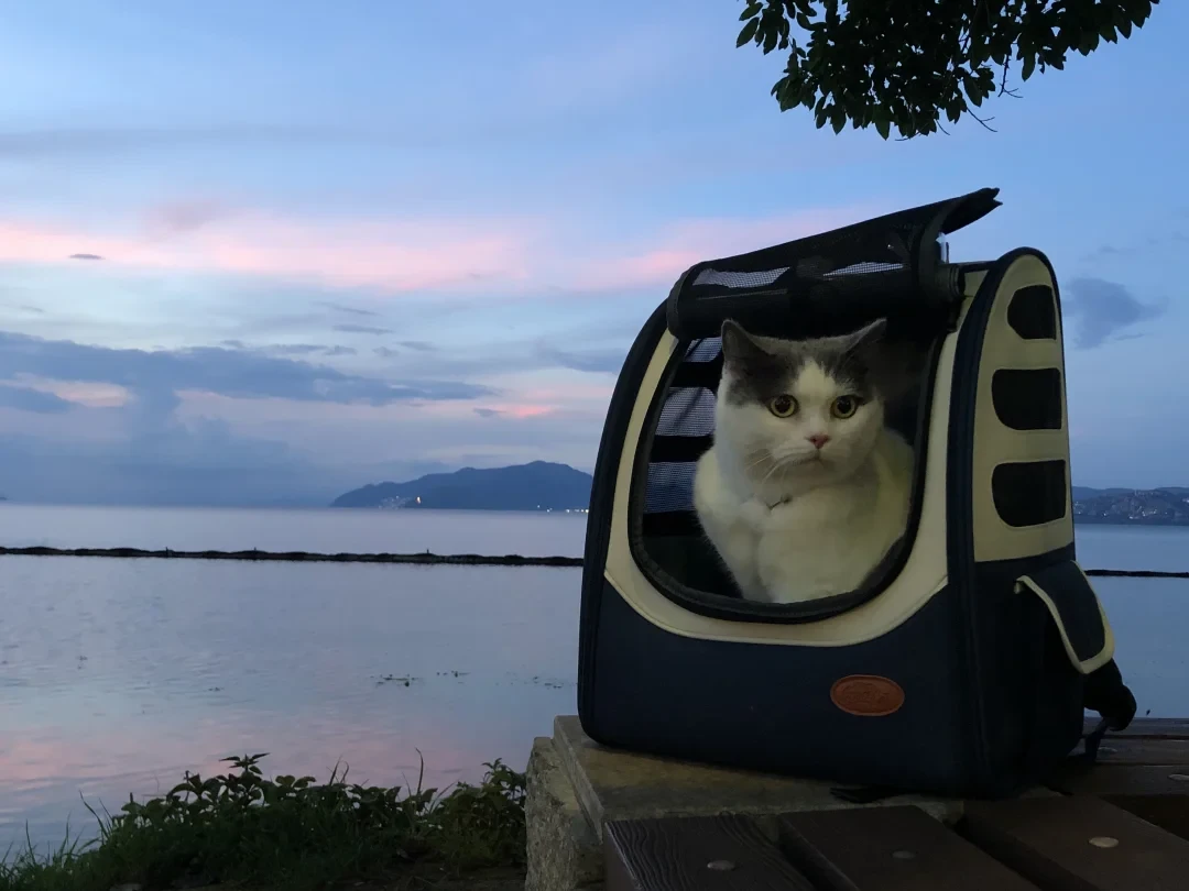 买猫包,最后该看的才是尺寸