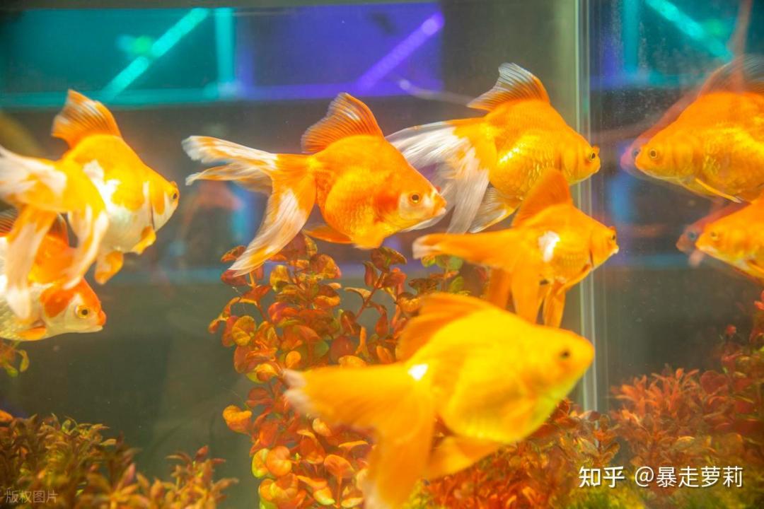 买鱼缸过滤器,别只看"最强",先看你舍得洗哪种