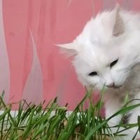 换毛季猫吐了？先看这3种呕吐物，再决定要不要化毛膏