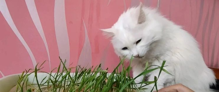 换毛季猫吐了？先看这3种呕吐物，再决定要不要化毛膏
