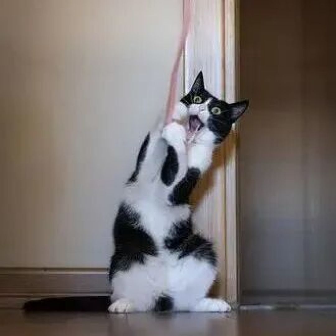 换毛季猫吐了？先看这3种呕吐物，再决定要不要化毛膏
