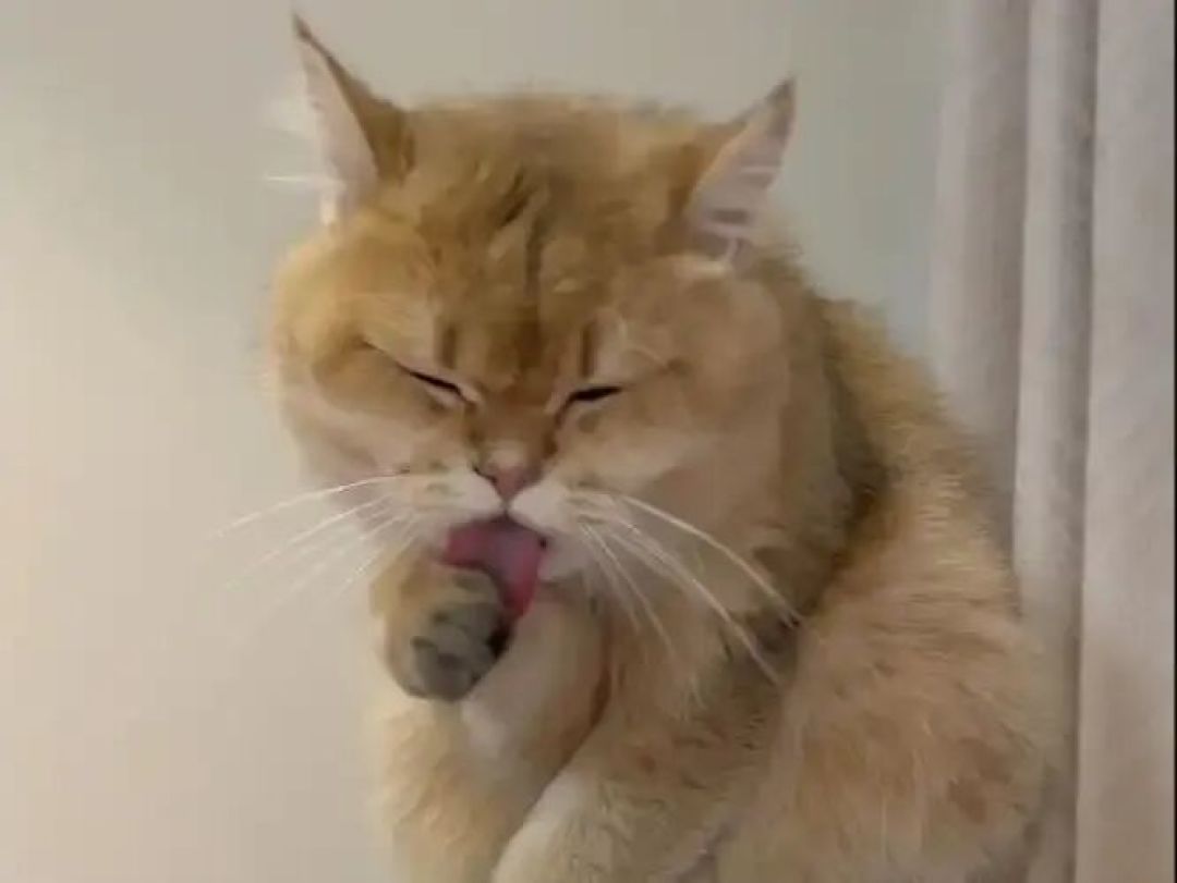 换毛季猫吐了？先看这3种呕吐物，再决定要不要化毛膏