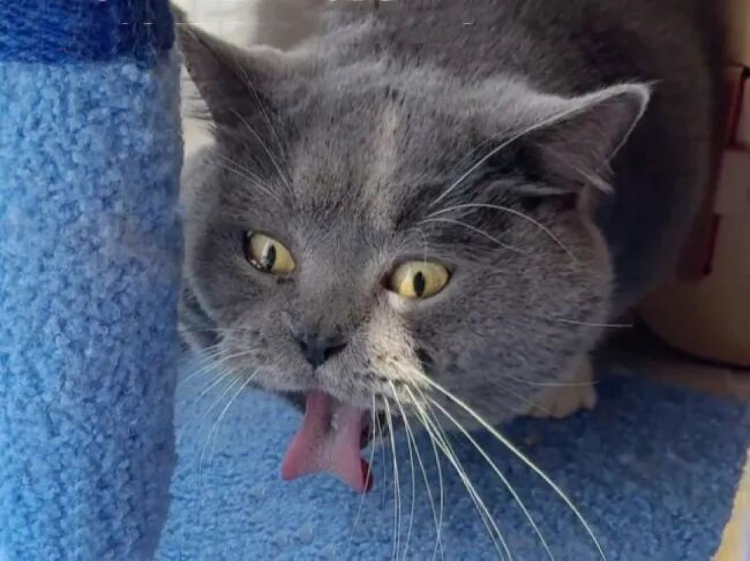 换毛季猫吐了？先看这3种呕吐物，再决定要不要化毛膏