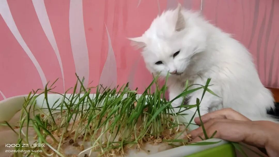 换毛季猫吐了？先看这3种呕吐物，再决定要不要化毛膏