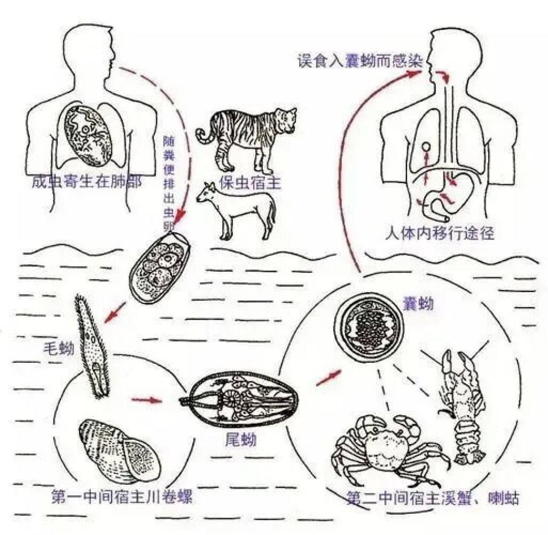 白酒泡的生腌蟹能杀虫?疾控实验:泡三天30%的虫还活着
