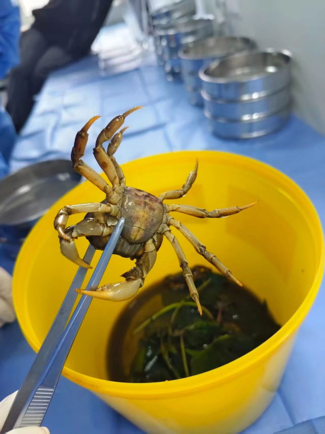 白酒泡的生腌蟹能杀虫?疾控实验:泡三天30%的虫还活着